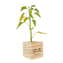 A small green chili pepper plant growing in a square light wood planter box with the text 'chili grow kit by SPRIGBOX' printed on the front, isolated on a white background.