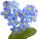 A cluster of small blue forget-me-not flowers with yellow centers and green leaves on a white background.
