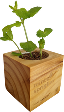 A mint sprig in a square wooden planter box with visible wood grain and engraved text reading 'mint sprigbox' on a plain white background.