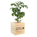 A young green tomato plant growing in a square light wood planter box printed with 'tomato grow kit' and 'BY SPRIGBOX', isolated on a white background.