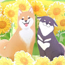 3D pop up card of 2 shiba inu dogs sitting amongst sun flowers in front of a blue sky with fluffy white clouds. Close up.