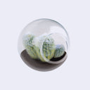 Tiny Terrarium Cactus Growing Kit (3 Varieties)