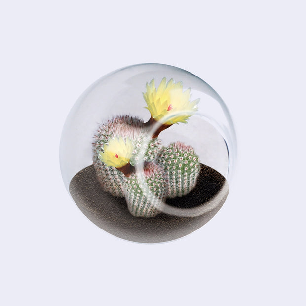 Tiny Terrarium Cactus Growing Kit (3 Varieties)
