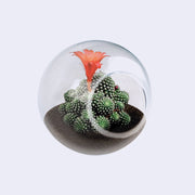 Tiny Terrarium Cactus Growing Kit (3 Varieties)