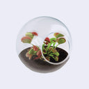 Small glass terrarium with a Venus Flytrap plant inside.