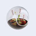 A tiny glass terrarium with a Sundew plant growing inside.