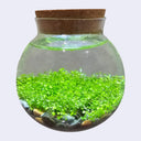 WaterPlants - an aquascape eco sphere kit with a glass sphere and a cork top, containing rocks and lush green plants.
