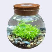 WaterPlants - an aquascape eco sphere kit with a glass sphere and a cork top, containing rocks and lush green plants.