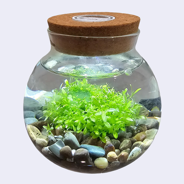 WaterPlants - an aquascape eco sphere kit with a glass sphere and a cork top, containing rocks and lush green plants.