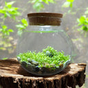 WaterPlants - an aquascape eco sphere kit with a glass sphere and a cork top, containing rocks and lush green plants.