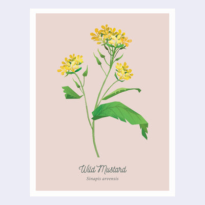 Scientific style illustration of a wild mushroom plant on solid tan background, accompanied by its latin name.