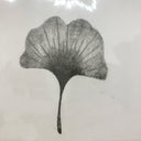 Rakugaki 2 - Rob Sato - #165 - Gingko Leaf