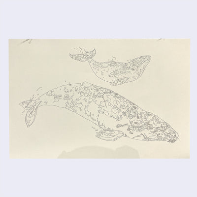 Kozyndan - Going Home - #58 - "California Gray Whales"