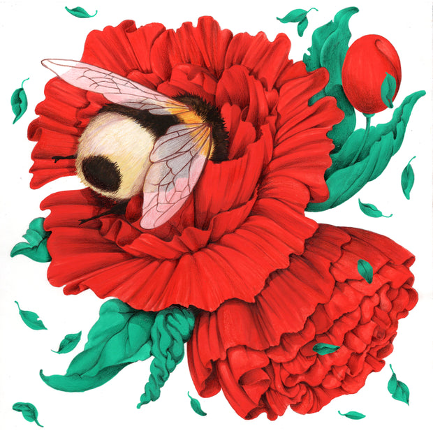 Illustration of 2 red flowers with lush petals and green leaves attached, a budding blossom attached. Smaller leaves float freely around. A fluffy bumblebee is buried head first into one of the flowers, with only its butt and wings showing.