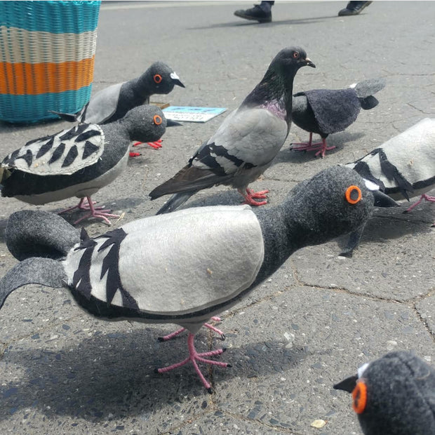 Bird Show - Mother Pigeon - "Brooklyn Street Pigeon"
