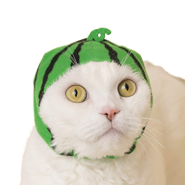 A white cat with yellow eyes wears a snug fitting cap designed to resemble a watermelon.