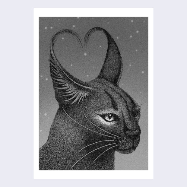 Finely rendered greyscale pen and ink drawing of a caracal, a wild cat with tall wispy ears. It looks slightly off to the right and its two ears come together barely to form a heart.