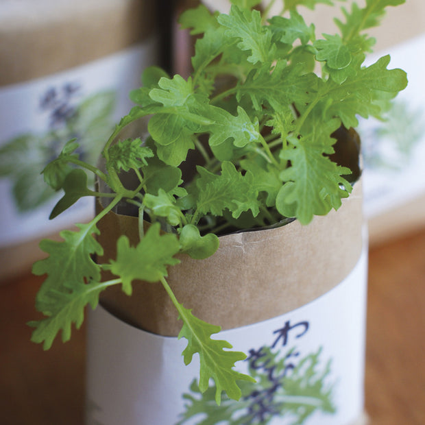 Cut open brown bag with many leafy greens sprouting out of it.