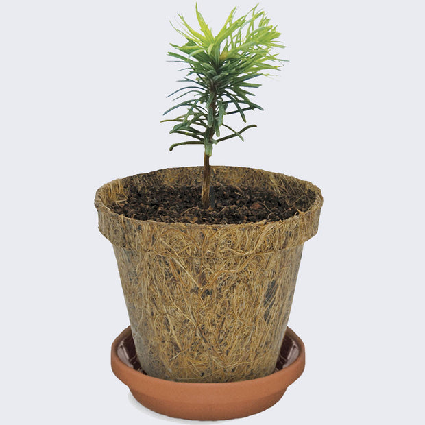 Tree-To-Be (Yule)