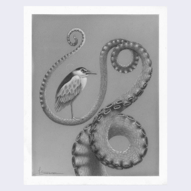 Finely rendered graphite illustration of a black backed bird standing on a curling octopus tentacle.