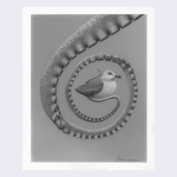 Finely rendered graphite illustration of a seagull, sitting in the center of a swirling octopus tentacle.