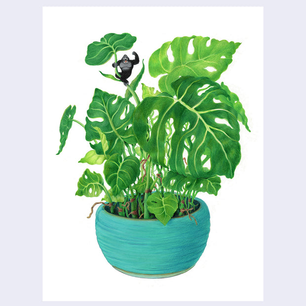 Finely shaded color pencil illustration of a lush green monstera plant in a teal pot, with a small King Kong hanging off one of the leaves.