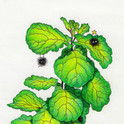 Close up of color pencil illustration of a large, bright green fiddle leaf plant in a white pot. Small soot sprites hang on and around the plant