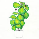 Color pencil illustration of a large, bright green fiddle leaf plant in a white pot. Small soot sprites hang on and around the plant. All white background.