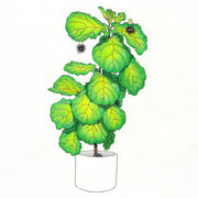 Color pencil illustration of a large, bright green fiddle leaf plant in a white pot. Small soot sprites hang on and around the plant. All white background.
