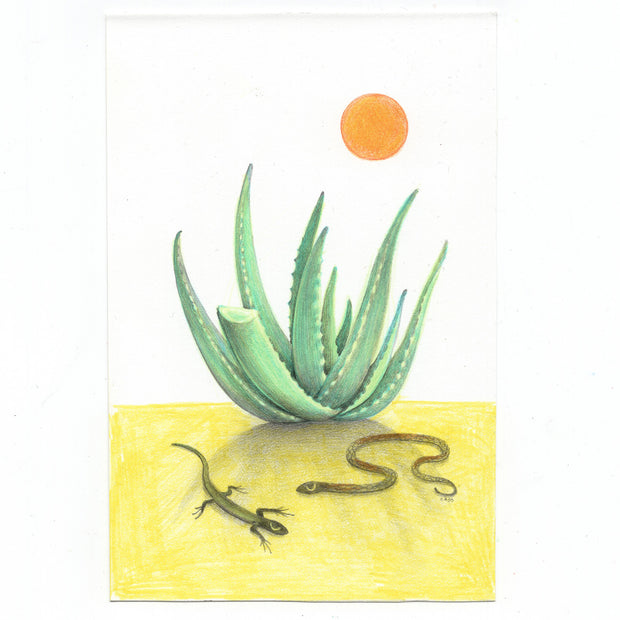 Plants & Flowers Show 2022 - Cassia Lupo - "Sunbathers"