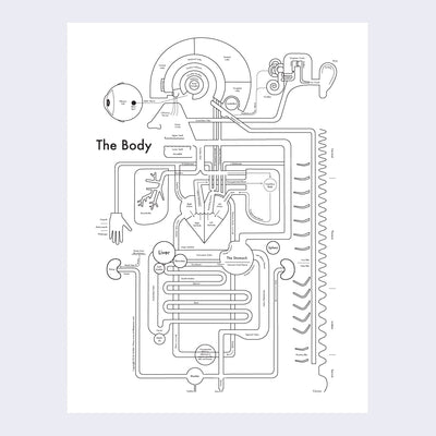 Infographic style illustration of the body, namely the head and the nervous and stomach system. Illustration is simplified into lines and shapes, all with labels, to explain what each name is.