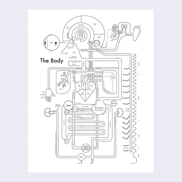 Infographic style illustration of the body, namely the head and the nervous and stomach system. Illustration is simplified into lines and shapes, all with labels, to explain what each name is.