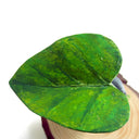 Totoro Show 6 - Kevin Chan - "Umbrella"