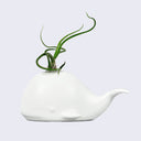 whale air plant holder Fancy Plants