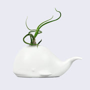 White ceramic whale, simply designed in a modernist-like way. A green wispy air plant grows from its blowhole.