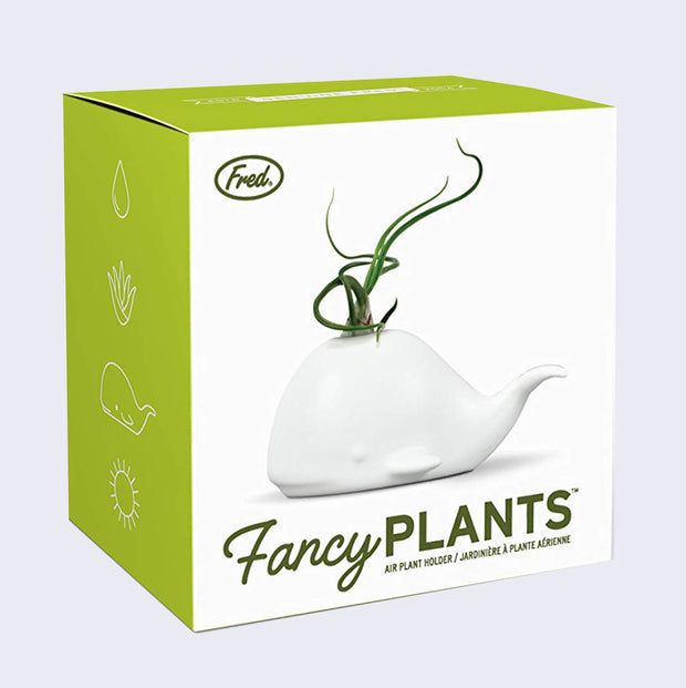 Product packaging, white box with green sides. On the face is a photo of a white ceramic whale planter with an air plant growing from it, with "Fancy Plants" written under.