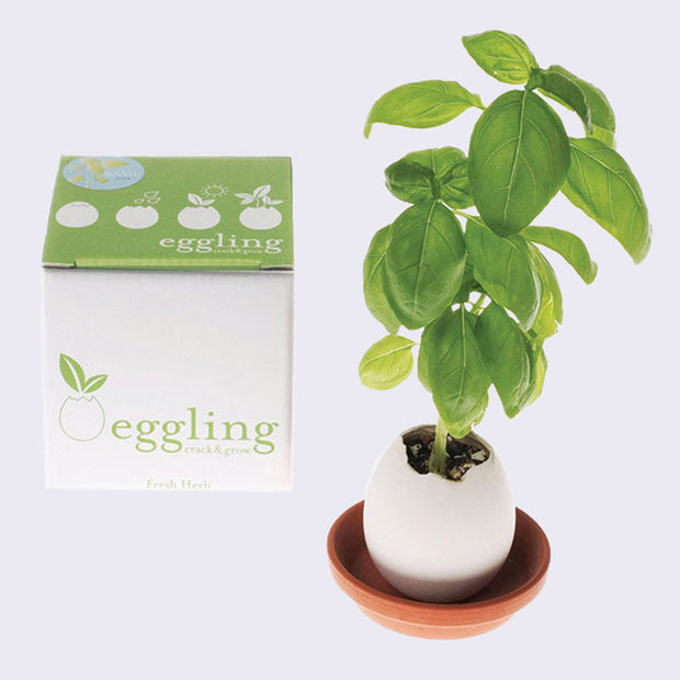 White egg shell with the top cracked off, with a basil plant growing out of it. It sits in a small terra-cotta dish with its white and green display box behind.
