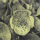 Post-it Show 2020 - Louise Jones - (Piece has not arrived) - "Foxglove"