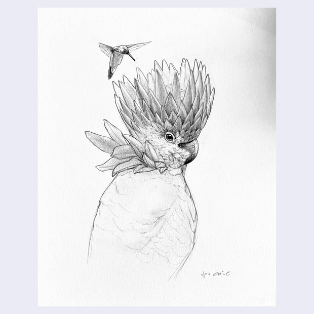 Finely rendered sketch of a cockatoo with a chrysanthemum atop its head like a crown. A small hummingbird circles around it.
