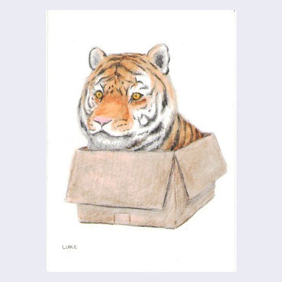 Neko Show 3 (Year of the Tiger) - Luke Chueh - "I Fits, I Sits"