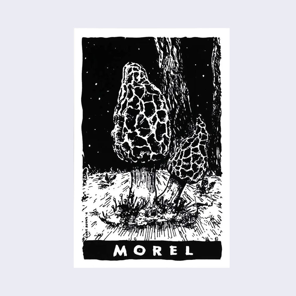 Morel Mushroom Sticker – GiantRobotStore