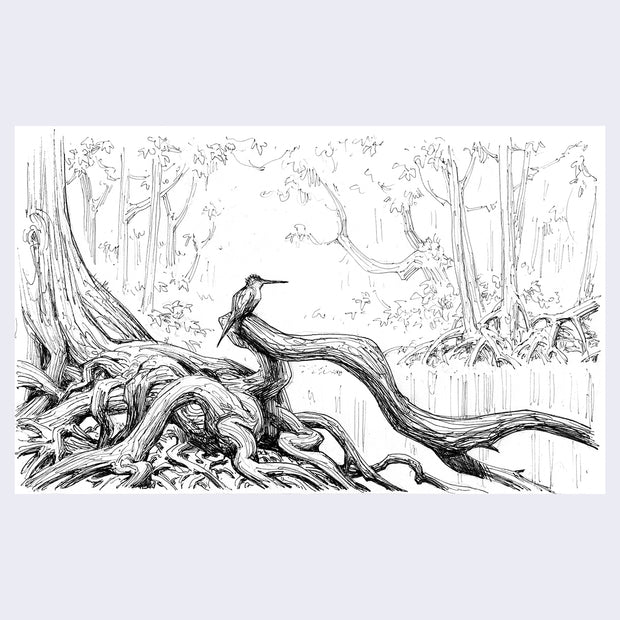 Ink illustration on white paper of a long beaked bird sitting on a tangle of tree roots in a swamp setting.