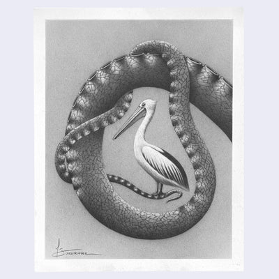 Finely rendered graphite illustration of a pelican, standing on a intertwined octopus tentacle.