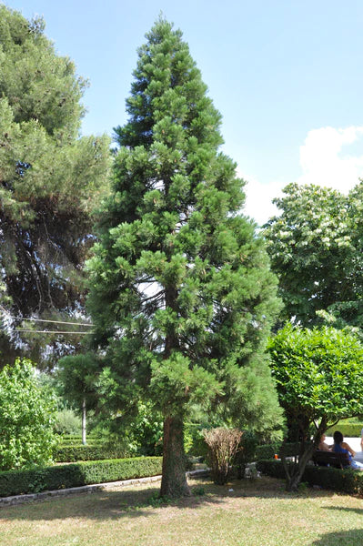 A large Balsam Fir tree in a yard.