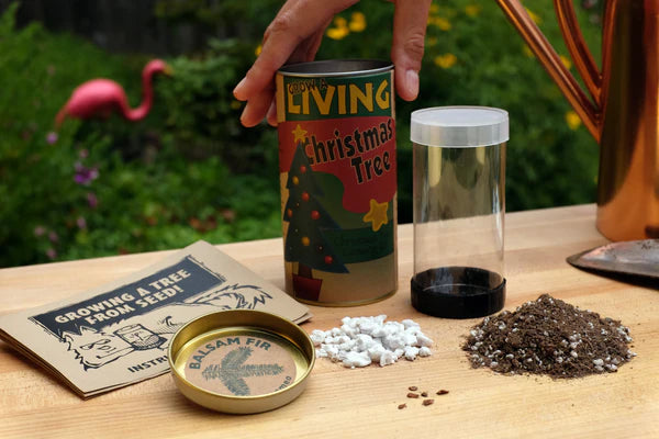 Display of the Balsam Fir growing kit, including a mini greenhouse, seeds, soil, perlite and instructions.